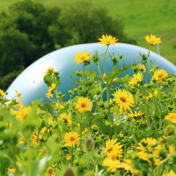 Silphie - Energiepflanze und Bienenweide   Biogasanlage