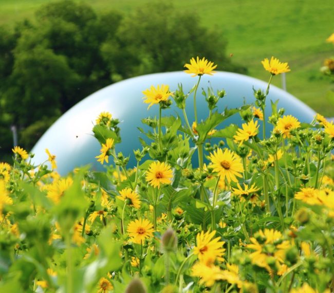 Silphie - Energiepflanze und Bienenweide   Biogasanlage